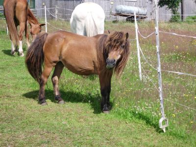 Flicka