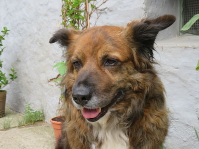 Asterix (Asti)