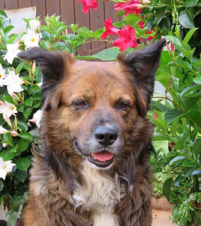 Asterix (Asti)
