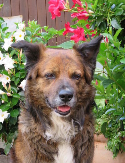 Asterix (Asti)