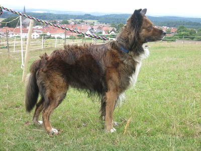 Asterix (Asti)