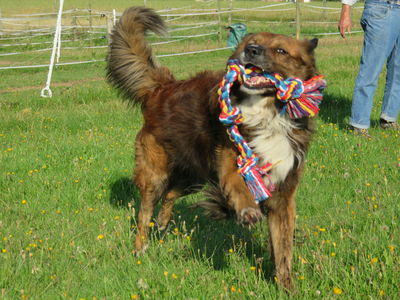 Asterix (Asti)