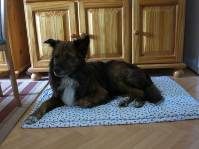 Asterix (Asti)