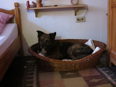 Asterix (Asti)