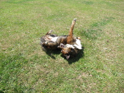 Asterix (Asti)
