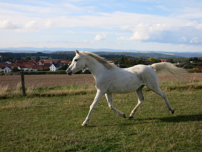 Cherokee