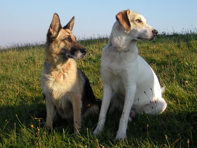 Dafne (Daffi)