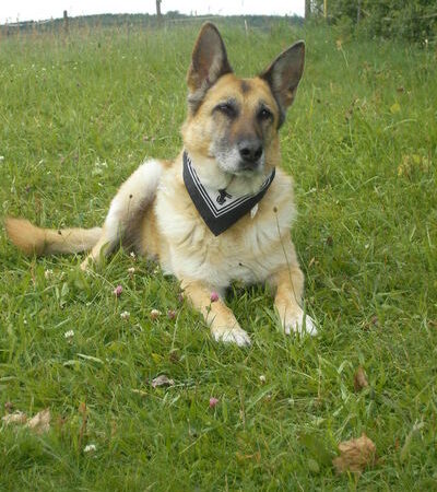 Dafne (Daffi)