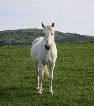 Cherokee