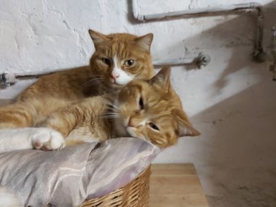Max und Moritz