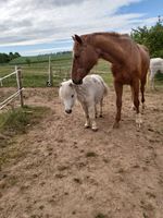 Adina