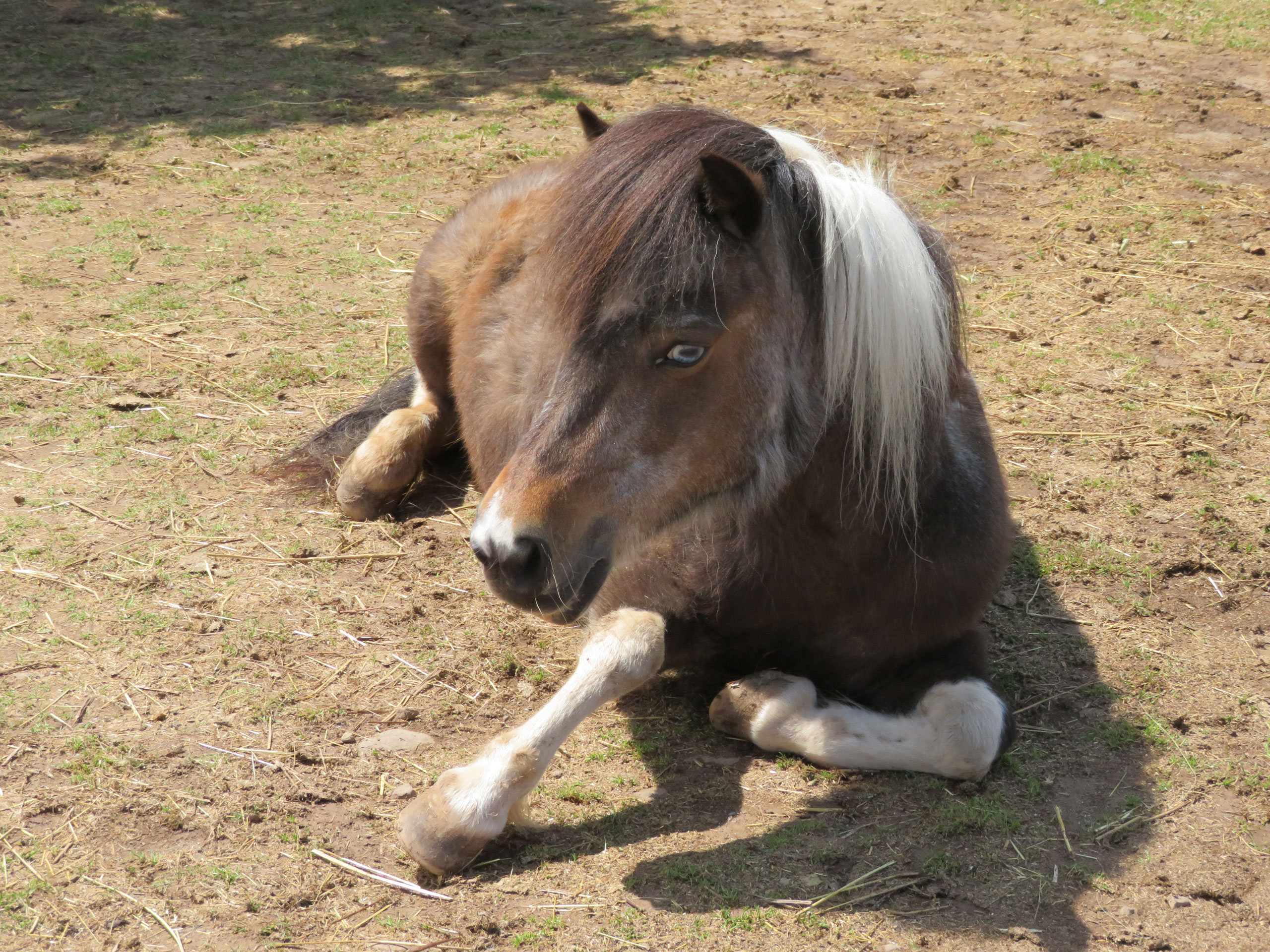 Tabitha