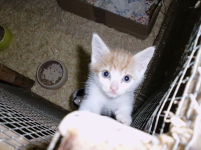 Anton