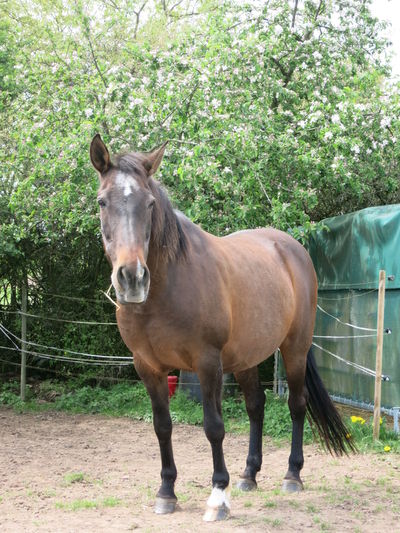 Benni