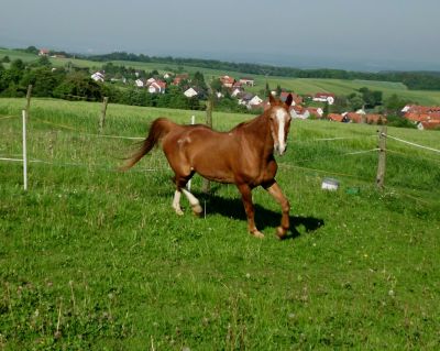 Prinz