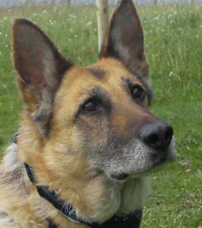 Dafne (Daffi)