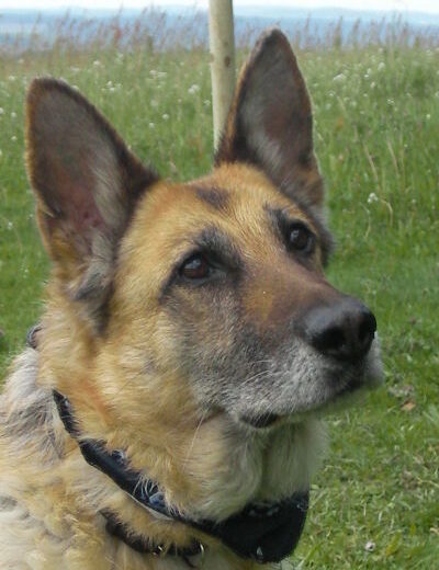 Dafne (Daffi)