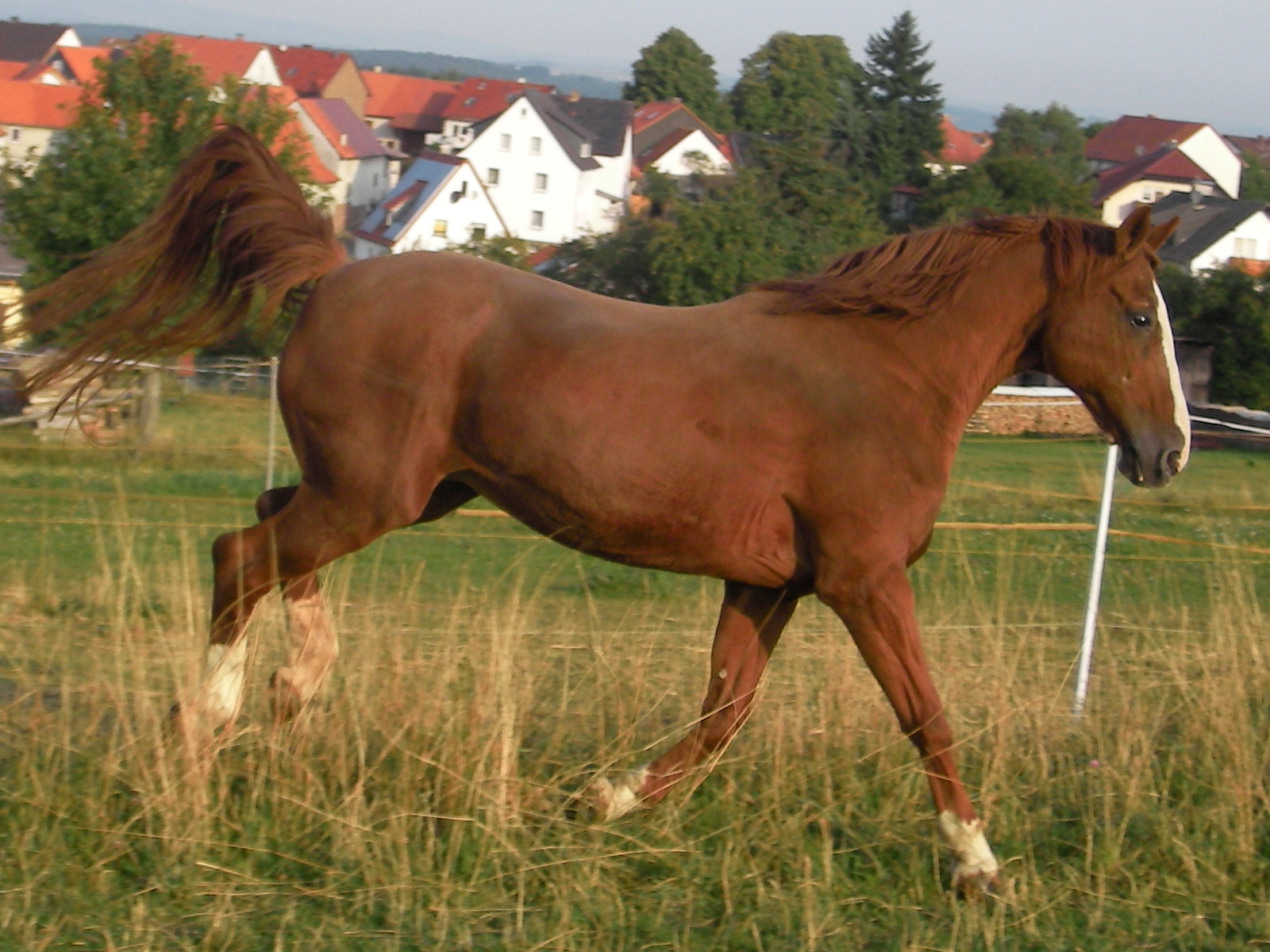 Salome