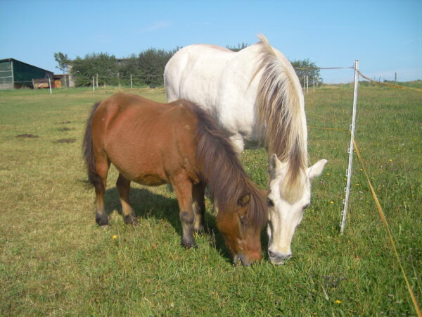 Flicka