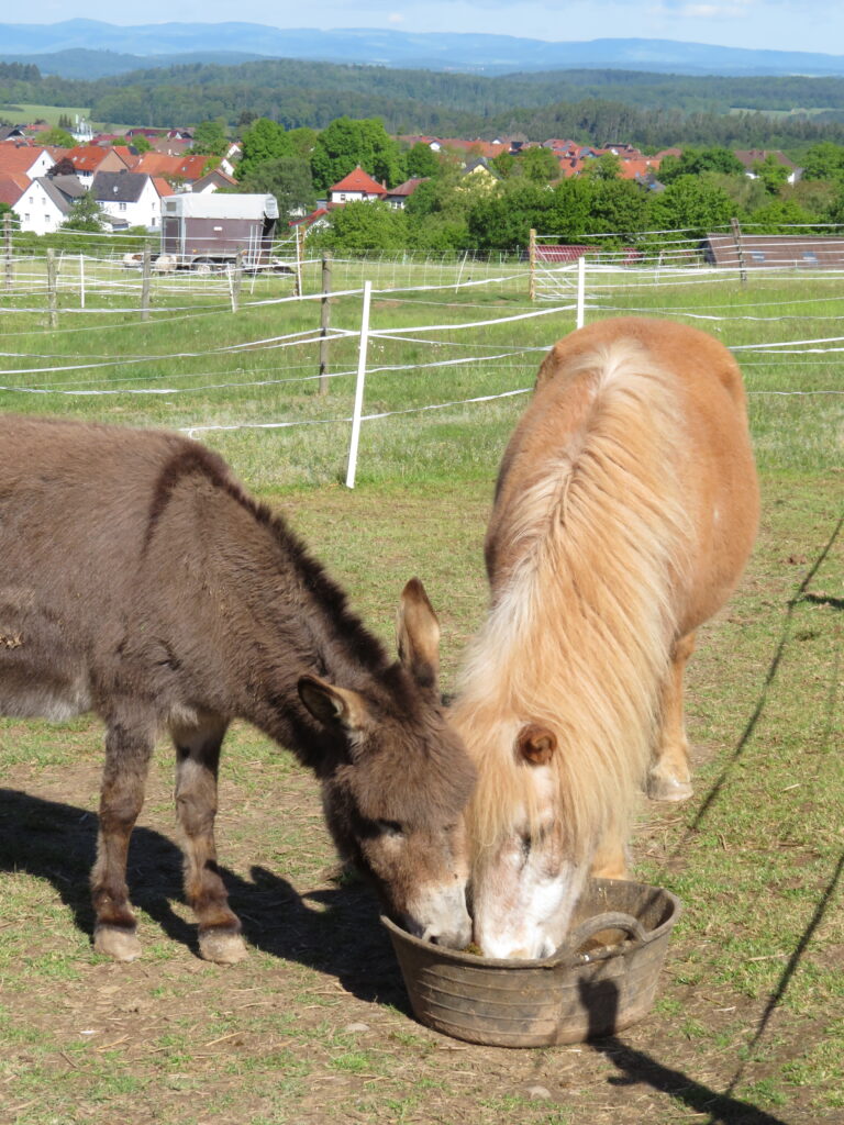 Tierschutz - ein göttlicher Auftrag