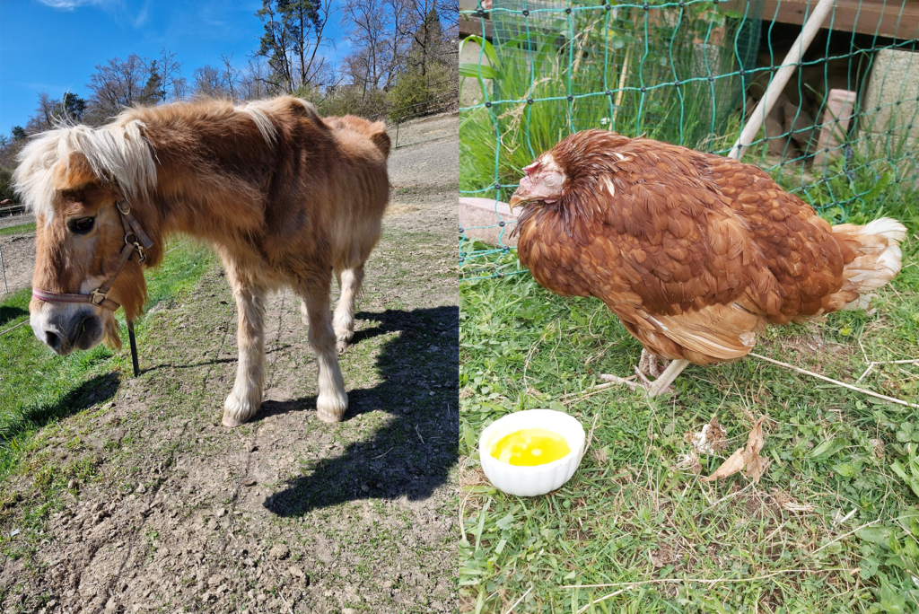 Warum christlicher Tierschutz?
